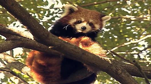 Red Panda Stock Photos