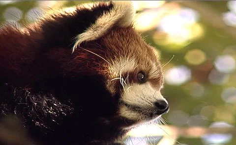 Red Panda Stock Photos