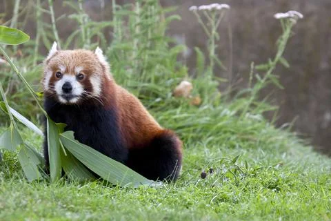 Red Panda Stock Photos