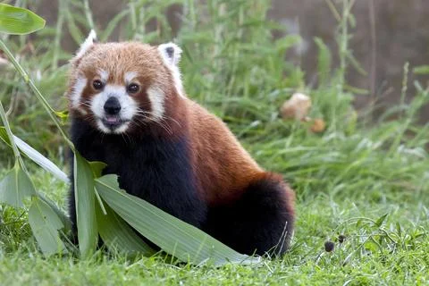 Red Panda Stock Photos