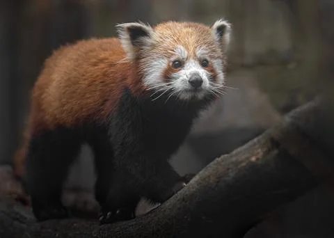 Red panda Stock Photos