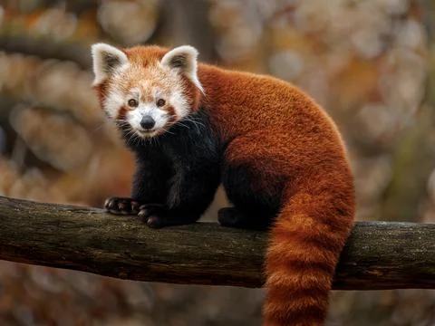 Red panda Stock Photos