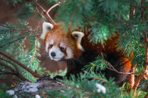 Red panda in the pine trees Stock Photos