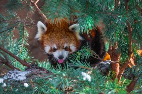 Red panda in the pine trees Stock Photos
