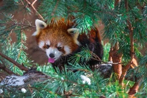 Red panda in the pine trees Stock Photos