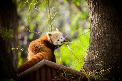 Red panda playing with branches Stock Photos