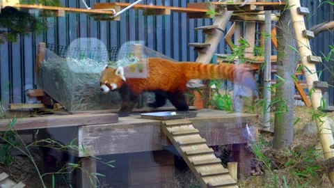 Red Panda Playing in Enclosure with Tourists Reflections at Ueno Zoo in Winter Stock Footage 334736346