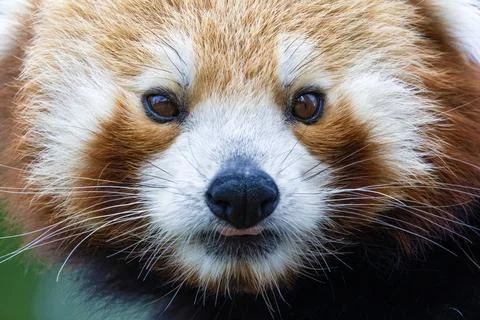 Red Panda Portrait Close Up Stock Photos