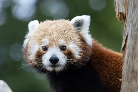 Red Panda Portrait Close Up on Tree Trunk with Natural Green Background Stock Photos