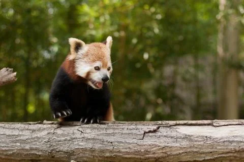 Red Panda portrait Stockfoto's