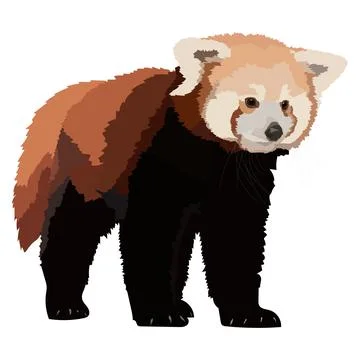 Red panda realistic isolated vector illustration. Wild animal Stock Illustration