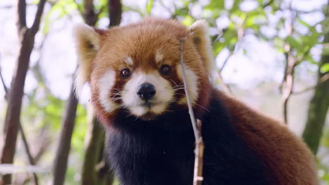 Red Panda With Reddish-brown Fur At Dujiangyan Panda Base Sanctuary Near Stock Footage 329093766