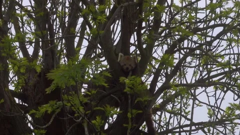Red panda relaxing on a tall tree branch. 库存影片 241521307