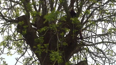 Red panda relaxing on a tall tree branch. Stockbeeldmateriaal 241521383