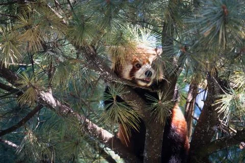 Red panda resting among pine branches in a forest during daylight hours Stock Photos