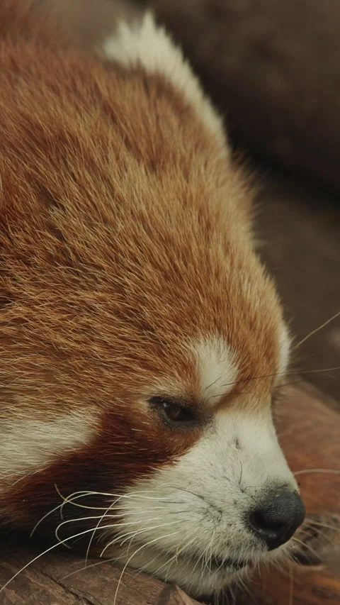 Red Panda Resting And Falls Asleep. Cute Red Panda Face Close-up View. Ailurus Stock Footage 318429989