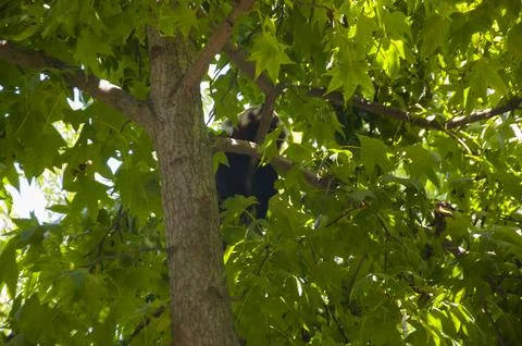 Red panda resting on the branch of tree Stock Photos