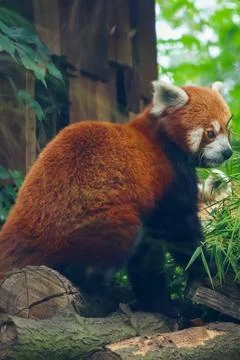 Red Panda Resting in Lush Greenery for Wildlife and Nature Conservation Stock Photos