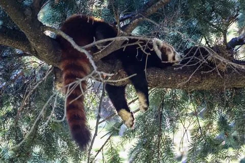 Red panda resting peacefully on a tree branch surrounded by green pine needle Stock Photos