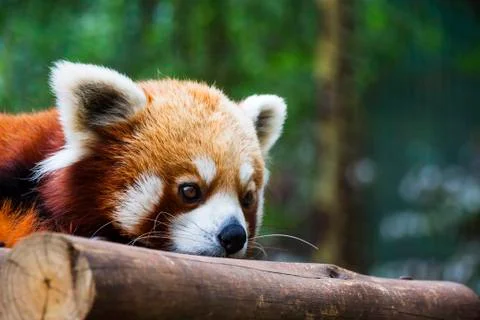 Red panda resting Stock Photos