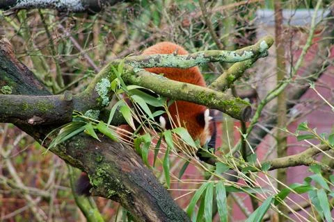 Red Panda Resting on a Tree Branch Stock Photos