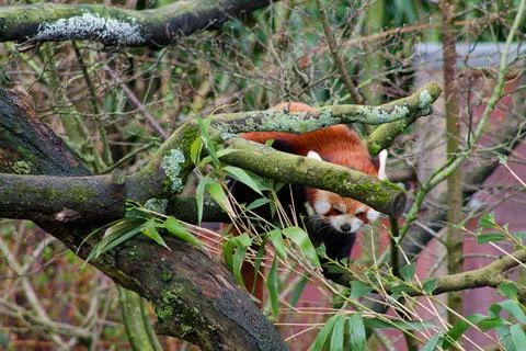 Red Panda Resting on a Tree Branch Stock Photos