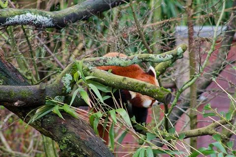 Red Panda Resting on a Tree Branch Stock Photos