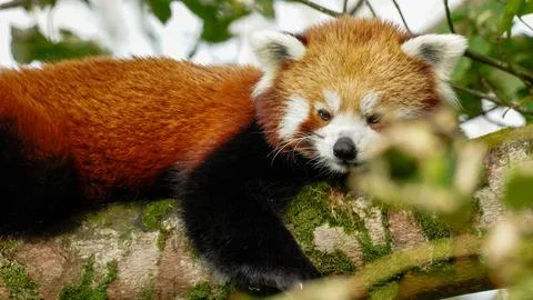 Red Panda Resting on Tree Branch Stock Photos