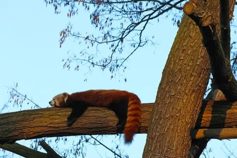 Red panda resting on a tree branch in a natural setting with green leaves a.. Stock Photos