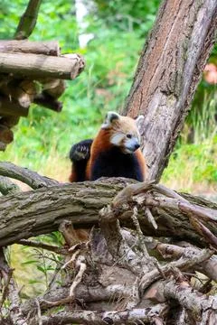 Red Panda Resting on Tree Branch in Natural Habitat for Wildlife Photography Stock Photos