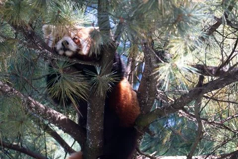 A red panda resting in a tree in a lush forest during the sunny afternoon Stock Photos