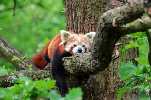 Red Panda is resting on the tree Stock Photos