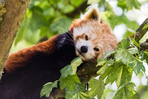 Red Panda resting in a tree Stock Photos