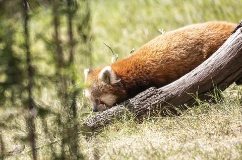 Red panda resting on a tree trunk in the grass, captured in natural daylight 스톡 사진