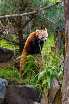 Red Panda Resting on Tree Trunk Stock Photos