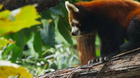 Red panda scratching Stock Footage 132471437