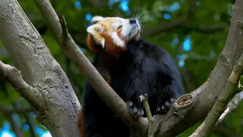 Red Panda scratching head in tree Stock Footage 114625382