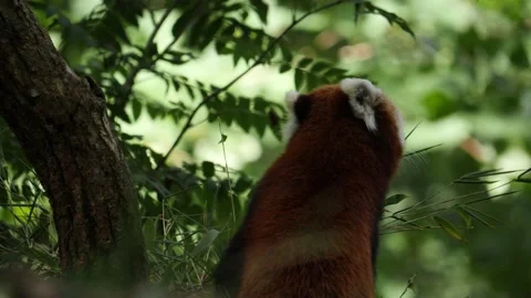 Red panda seen up in a tree behind swaying leaves, Slow Motion Stock Footage 228867303