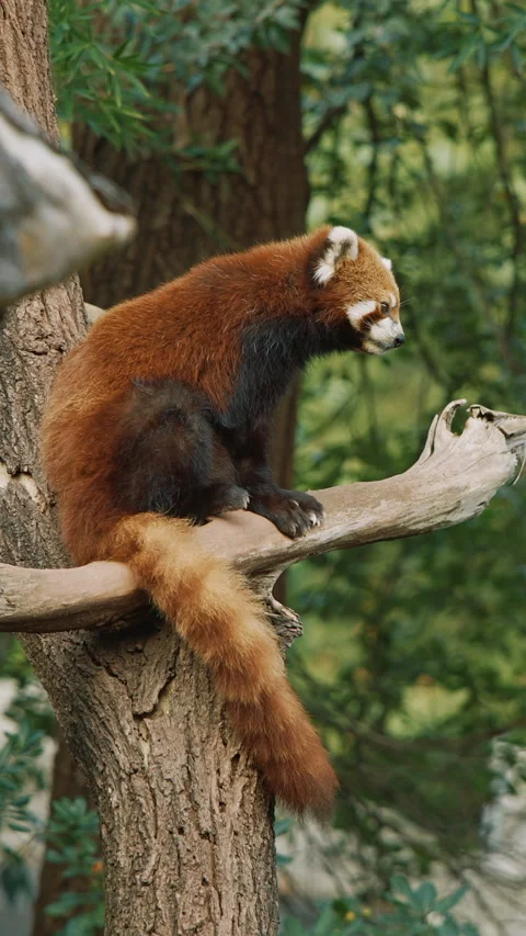 Red Panda Sits On Tree Combing Itself. Ailurus Fulgens Or Lesser Panda Is Small Stock Footage 317529915