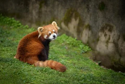 Red panda sitting at the bottom of a wall Stock Photos