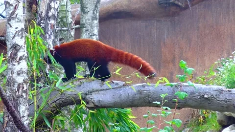 Red panda sitting on a branch zoo ireland Stock Footage 230173729