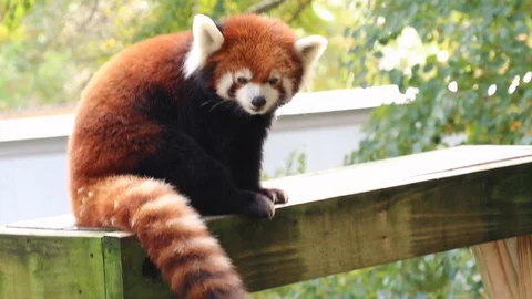 Red Panda Sitting 스톡 동영상 129443684