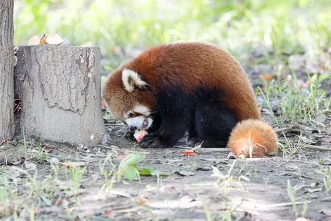 Red Panda Sitting on Ground Eating Apple Slices Beside Tree Stump Stock Photos