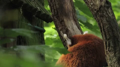 Red panda sitting outside its house eating, Seen From Behind, Close Up Stock Footage 228823952
