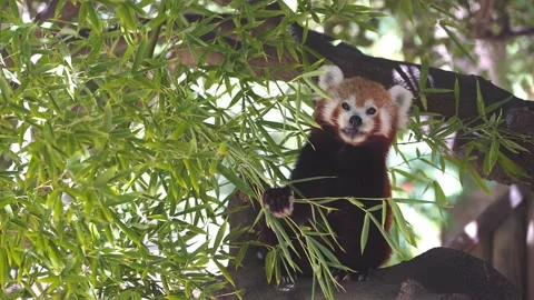 Red panda sitting on a tree and eating leaves Stock Footage 138386666