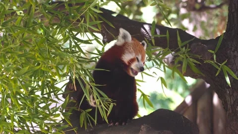Red panda sitting on a tree and eating leaves Stock Footage 141807360