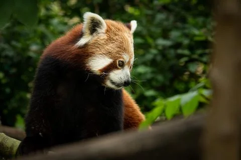 A red panda sitting on a tree Stock Photos