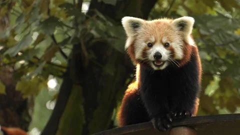 Red panda sitting on a tree. Resting. Stock Footage 99659906
