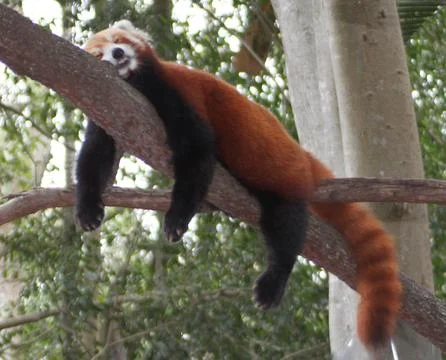 Red Panda sleeping on a branch Stock Photos