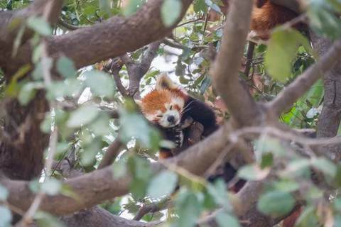 Red panda sleeping on the branches of a tree, Ailurus fulgens Stock Photos